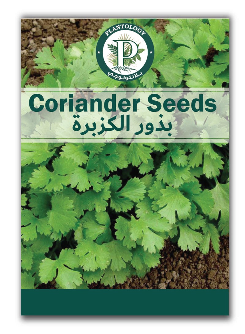 بذور الكزبرة للزراعة - بذور عضوية للزراعة في أصيص - بذور طازجة للزراعة