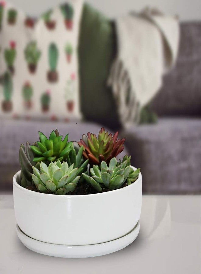 SQOWL 8 inch White Round Ceramic Succulent Planter Pot Modern Flower Cactus herb Big Planter with Removable Saucer Indoor or Outdoor - Image 3