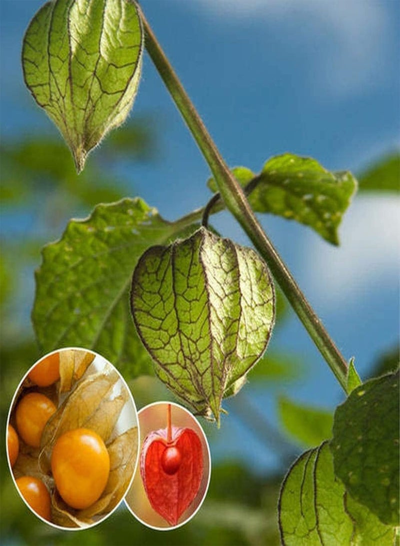 GGOOT 150Pcs Physalis Peruviana Seeds Heirloom Non-GMO Fruit Seeds for Outdoor Gardening Planting Easy to Manage Bring A Sense of Accomplishment - Image 1