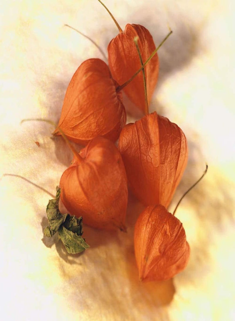 GGOOT 150Pcs Physalis Peruviana Seeds Heirloom Non-GMO Fruit Seeds for Outdoor Gardening Planting Easy to Manage Bring A Sense of Accomplishment - Image 3