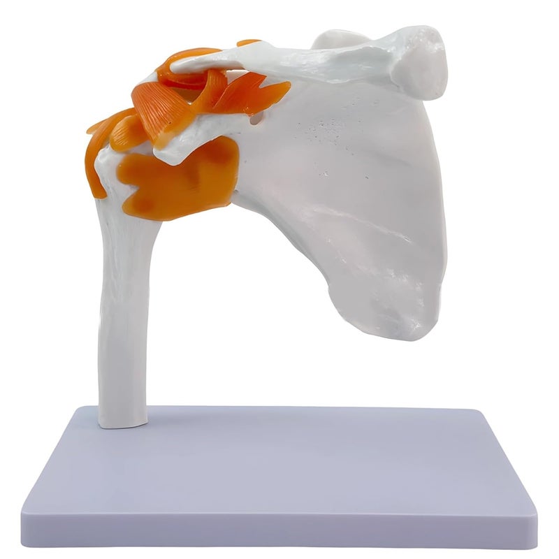 Child-Friendly Shoulder Joint Anatomy Model With Detachable Features, Transparent Display Stand, Full-Scale 1:1 Tool - Image 1