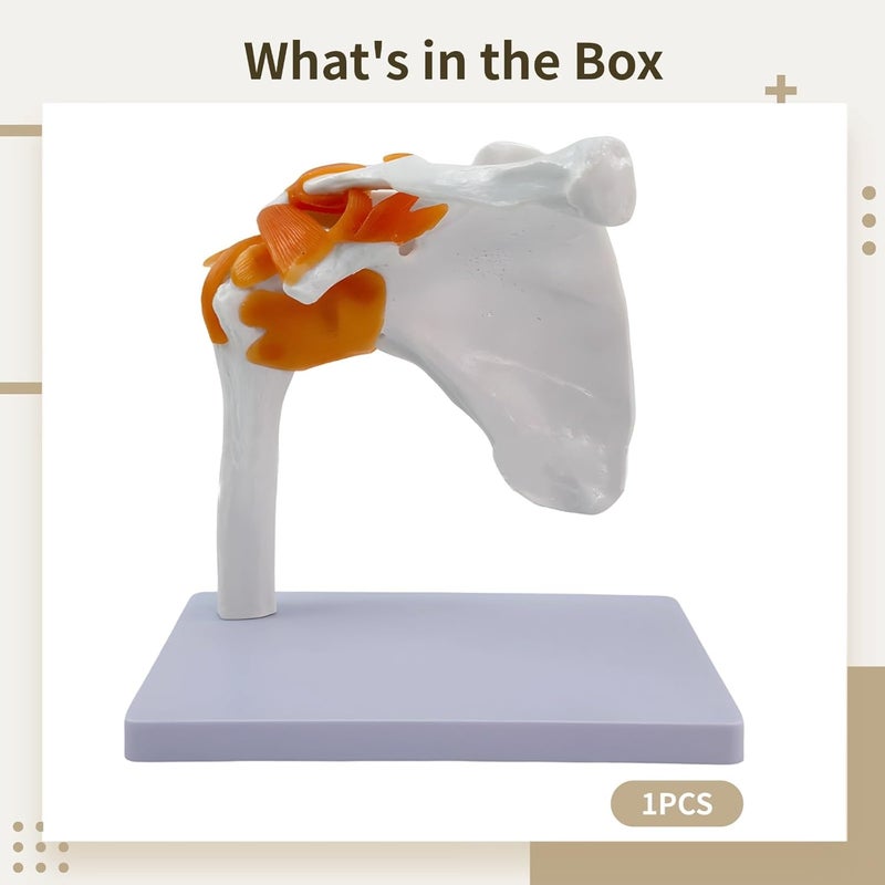 Child-Friendly Shoulder Joint Anatomy Model With Detachable Features, Transparent Display Stand, Full-Scale 1:1 Tool - Image 4