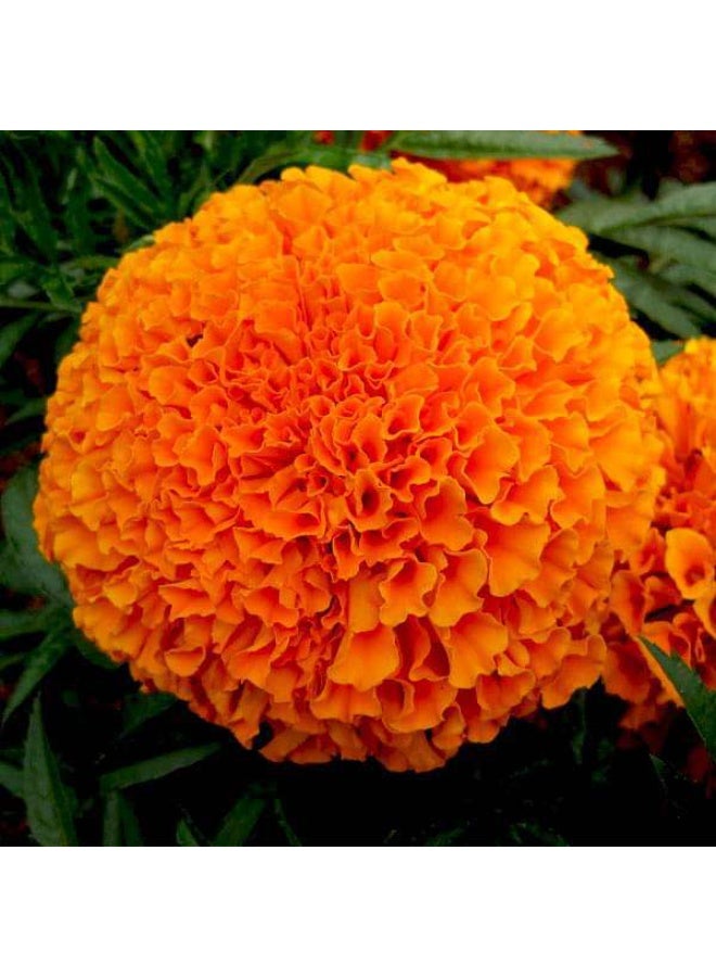 Marigold Perfection Orange Flower Seeds