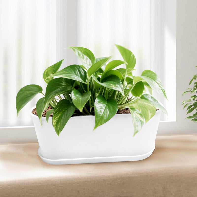 Torfican 5 Set Window Herb Planter Box Rectangular,8.5x3.5 Inch White Plastic Planters with Multiple Drainage Holes and Trays,Indoor Succulent Cactus Mint Flower Pot for Windowsill,Garden Balcony - Image 5