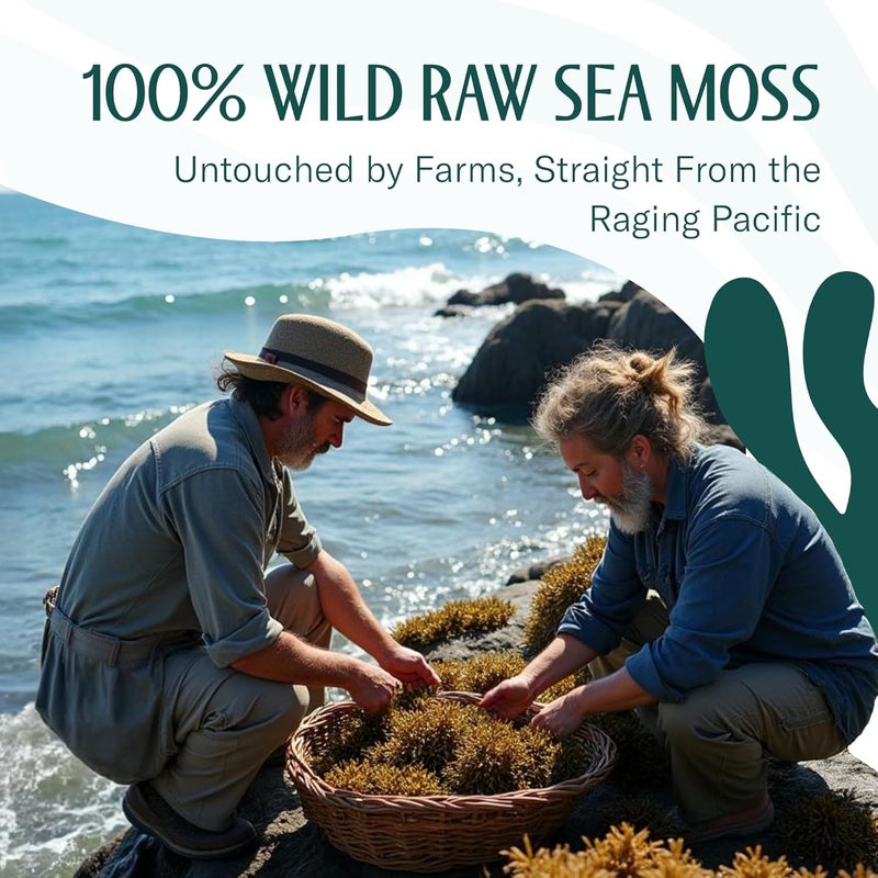 trueseamoss True Sea Moss Raw - 100% Wildcrafted Irish Sea Moss for Digestion and Gut Health - 16oz (453g) Superfood - Image 3