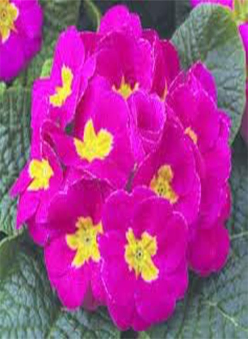 GGOOT seeds Fresh 100 pcs Europe Primula Acaulis Flower seeds for Planting Pink