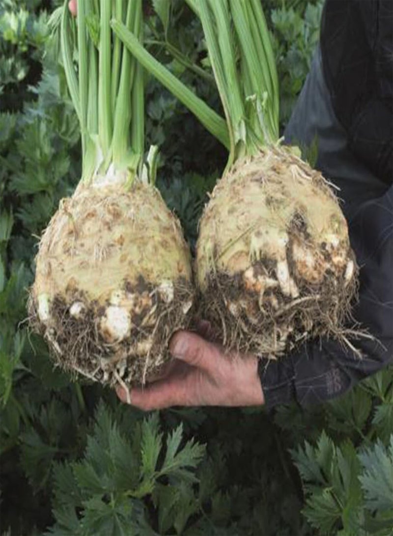 GGOOT 10 Giant Celeriac Seeds UK Heirloom Prague Celery Root Hardy Garden Vegetable - Image 4