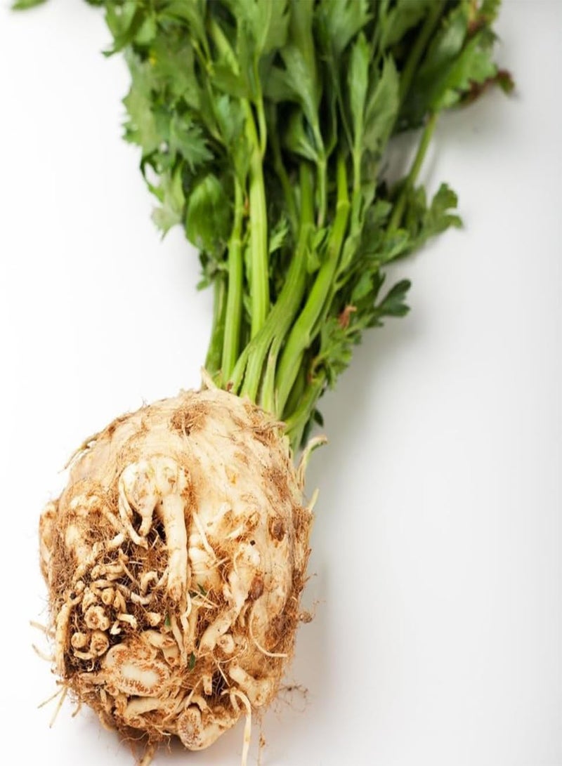 GGOOT 10 Giant Celeriac Seeds UK Heirloom Prague Celery Root Hardy Garden Vegetable - Image 3