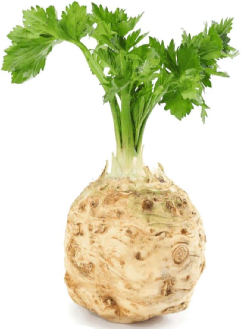 GGOOT 10 Giant Celeriac Seeds UK Heirloom Prague Celery Root Hardy Garden Vegetable - Image 1