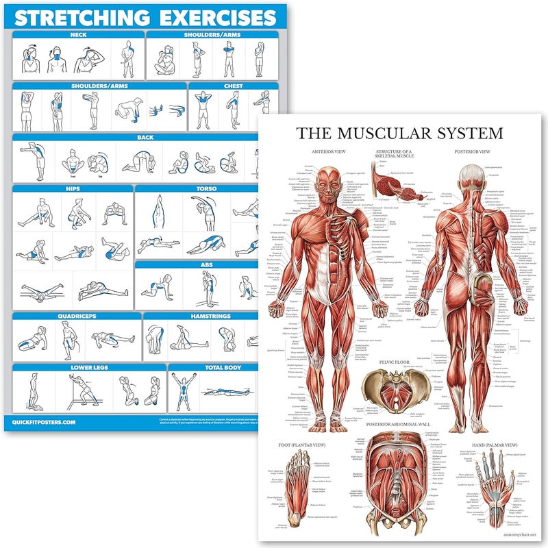 Palace Learning Stretching Exercises and Muscular System Anatomy Poster Set - Laminated 2 Chart Set - Stretching Workout Routine & Muscle Anatomy Diagram (18" x 24") - Image 1