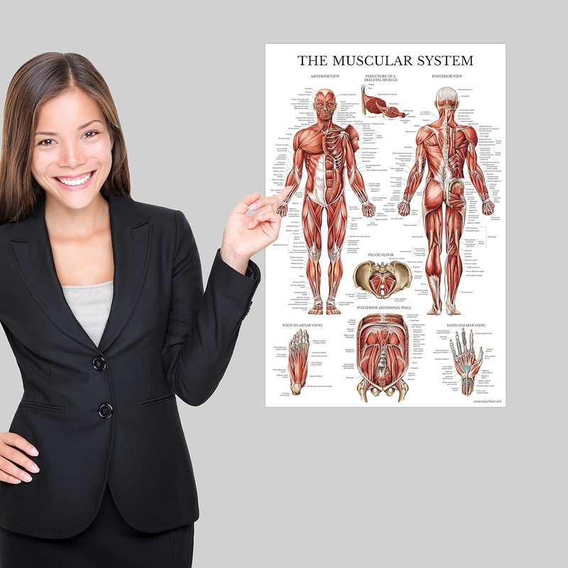 Palace Learning Stretching Exercises and Muscular System Anatomy Poster Set - Laminated 2 Chart Set - Stretching Workout Routine & Muscle Anatomy Diagram (18" x 24") - Image 3