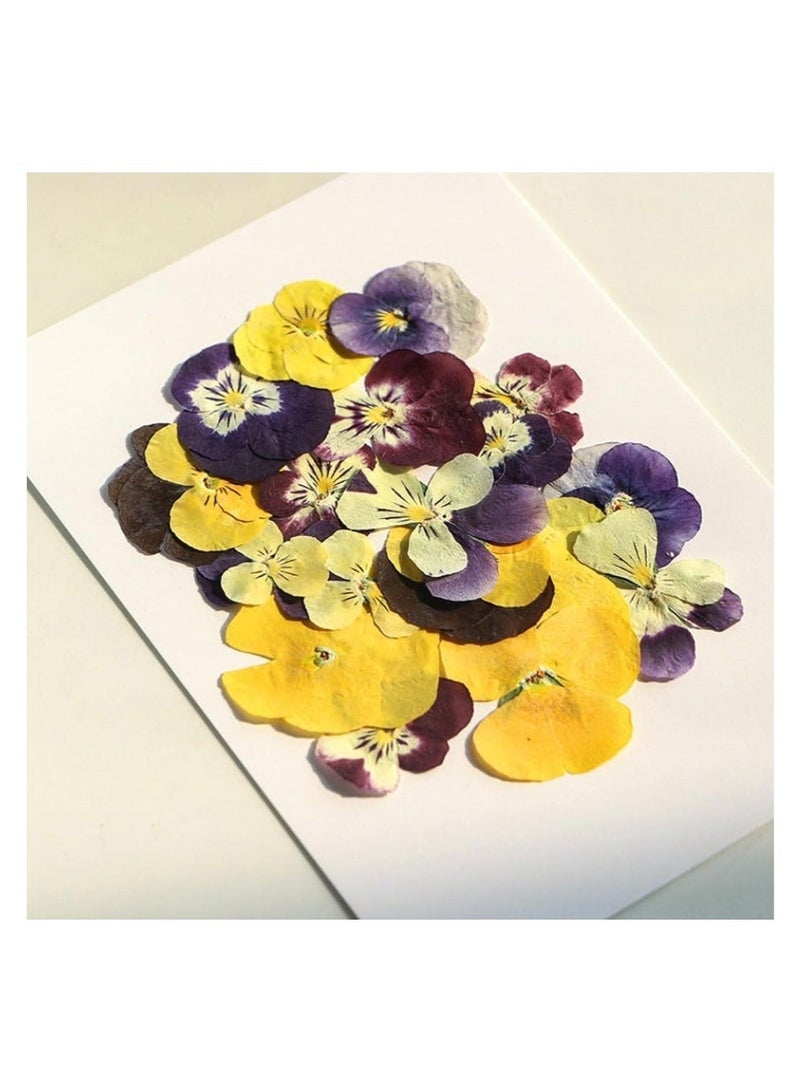 كيلا 54 قطعة من الزهور المجففة المضغوطة للراتنج، الحرف اليدوية اعمال يدويه، الزهور الطبيعية المجففة، مجوهرات الإيبوكسي، ديكورات الزهور الحقيقية، الكعك، حافظات الهواتف، الشموع، الصابون المصنوع يدويًا، زهرة البانسيه الأرجوانية - Image 2