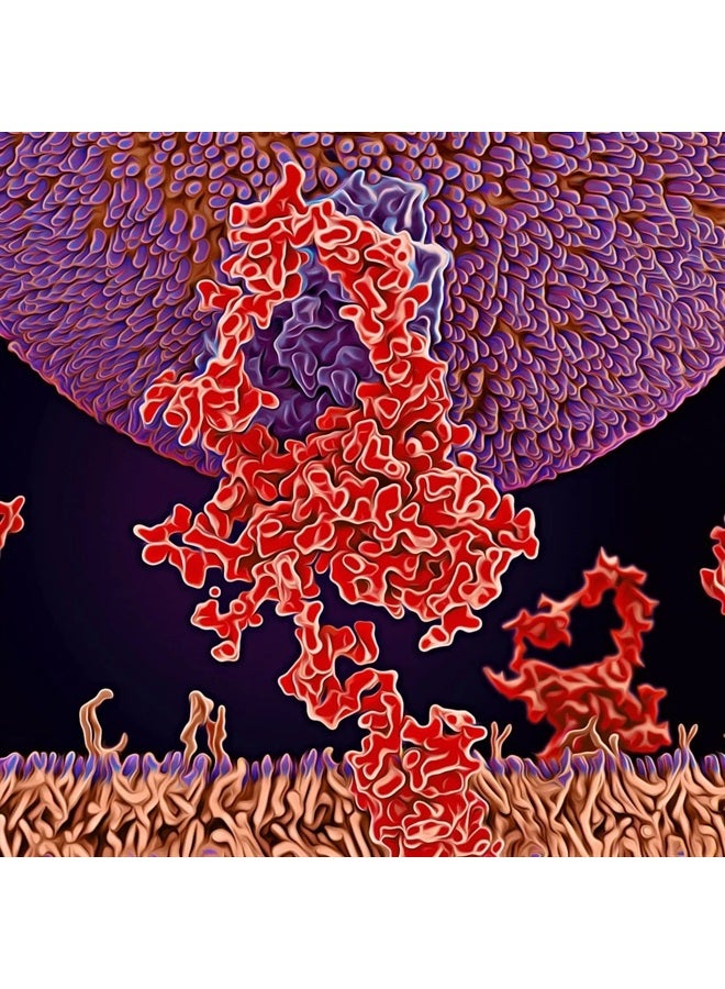 MICHAEL'S Health Naturopathic Programs Cholesterol Metabolism Factors - 90 Tablets - Helps Improve Circulation - Statin & Red Yeast Rice Free - 30 Servings - Image 4