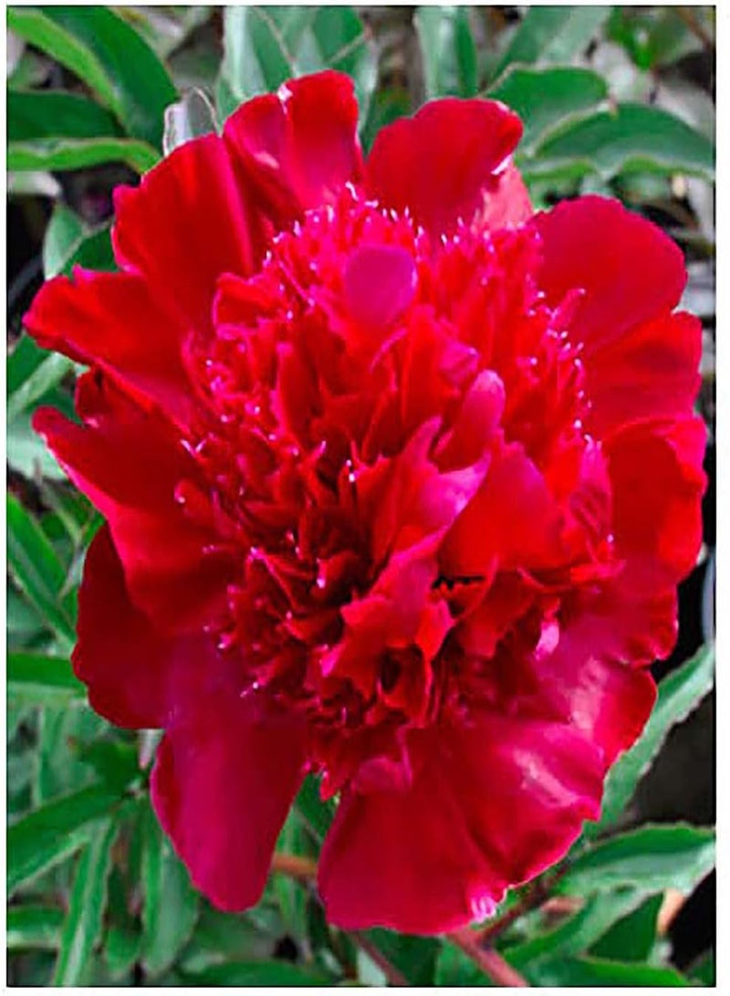GGOOT Inspector Laverne - Double Rose Red Peony Bare Root 3-5 Eyes