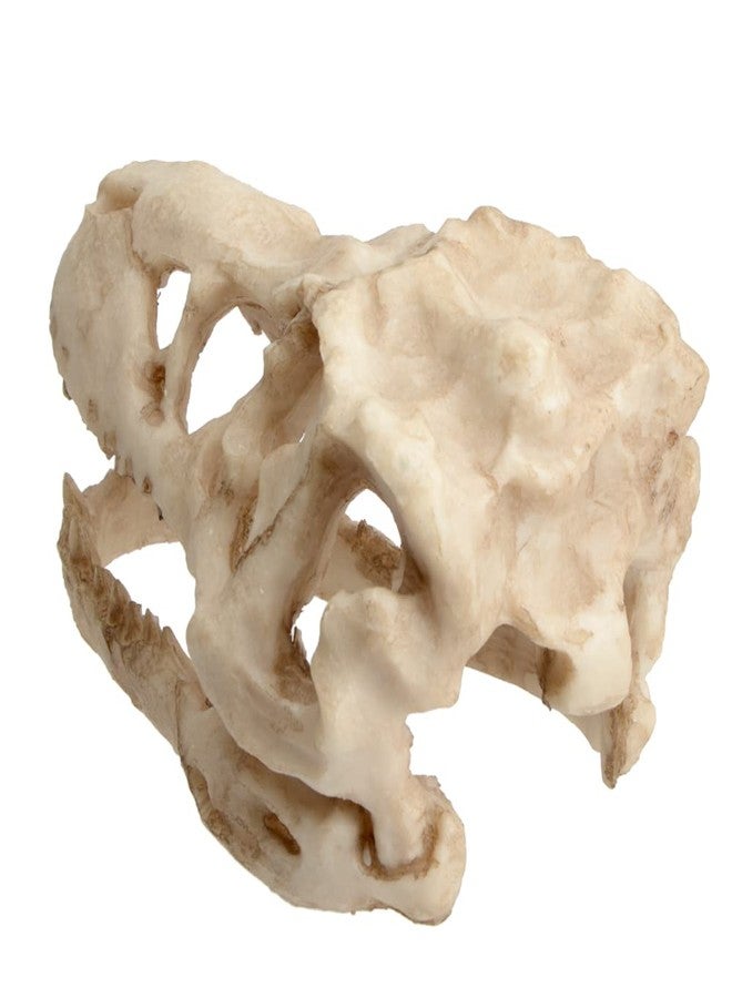 Saim Dinosaur Skull Model Resin Aquarium Decorative Reptile Decor Home Office Display - Image 3