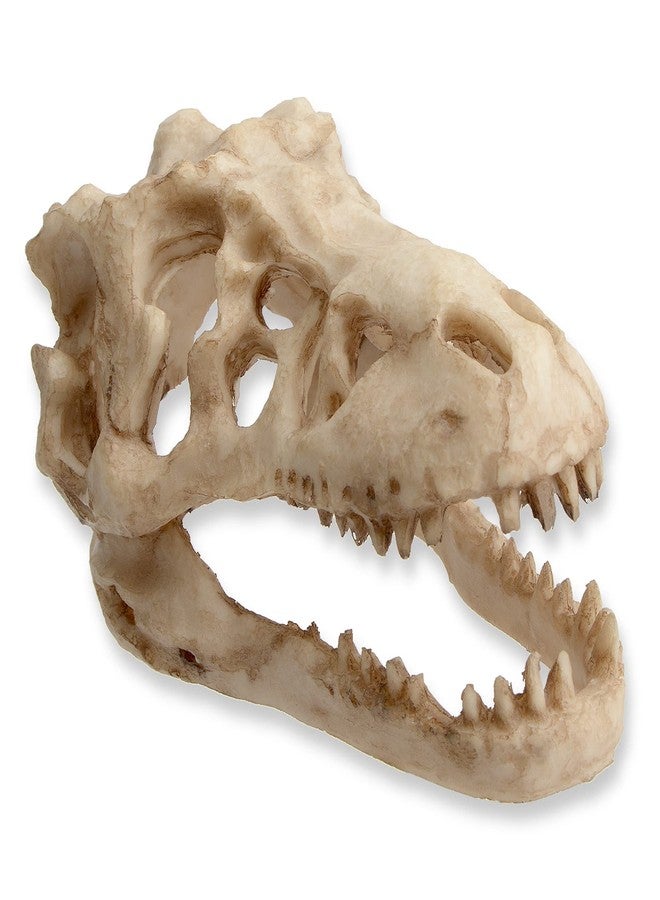 Saim Dinosaur Skull Model Resin Aquarium Decorative Reptile Decor Home Office Display - Image 1