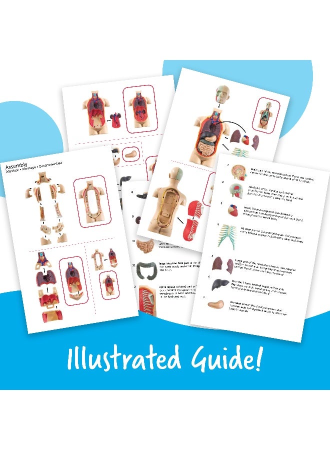 ليرننج ريسورسز نموذج عرض تشريح جسم الإنسان من Learning Resources، نموذج مصغر مكون من 31 قطعة للأطفال لاستكشاف أجهزة الجسم وأعضائه، مثالي للأعمار من 8 سنوات فما فوق - Image 3