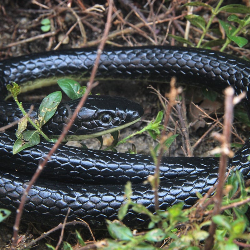 NAKIMO Realistic Rubber Fake Snake Toy 50 Inch Mamba for Garden Props and Practical Joke - Image 4
