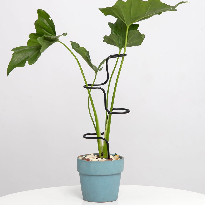 GOOOXIM 3PCS Indoor Plant Support Stakes - Sturdy Metal Trellis for Garden Flowers & Monstera, Durable & Easy to Use, Perfect for Small to Medium Indoor Plants, Ideal Gift for Plant Lovers! - Image 1