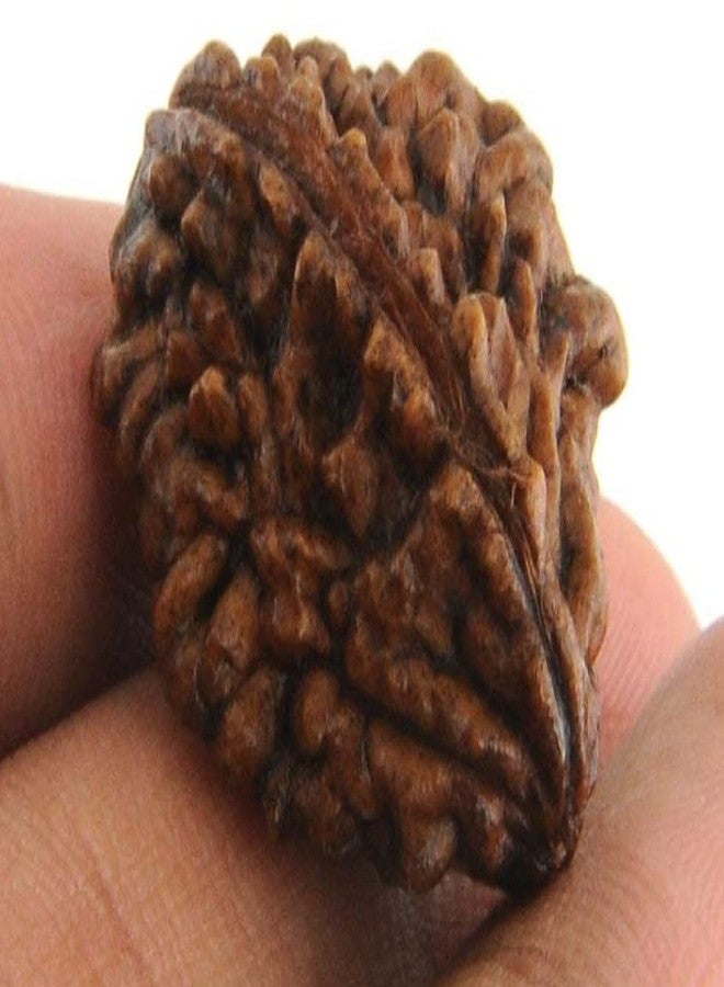 2 وجه Rudraksha 2 Mukhi Rudraksha أصلي معتمد من Lord Shiva Parvati Two Mukhi Rudraksha 2 Mukhi Rudraksha قلادة 2 Mukhi Rudraksha أصلي 2 مواجهة Rudraksha من الأحجار الكريمة المعتمدة - Image 3