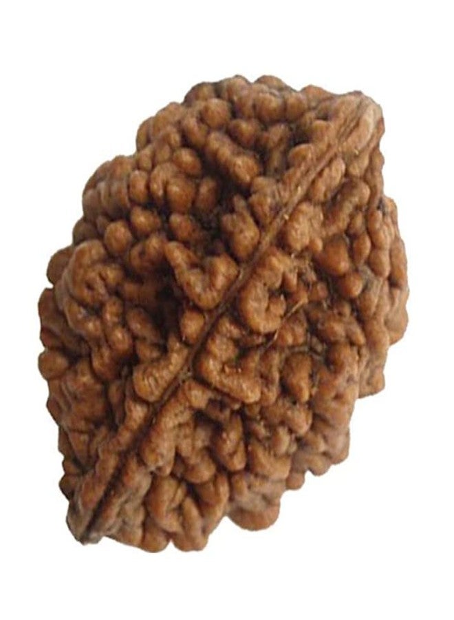 2 وجه Rudraksha 2 Mukhi Rudraksha أصلي معتمد من Lord Shiva Parvati Two Mukhi Rudraksha 2 Mukhi Rudraksha قلادة 2 Mukhi Rudraksha أصلي 2 مواجهة Rudraksha من الأحجار الكريمة المعتمدة - Image 4