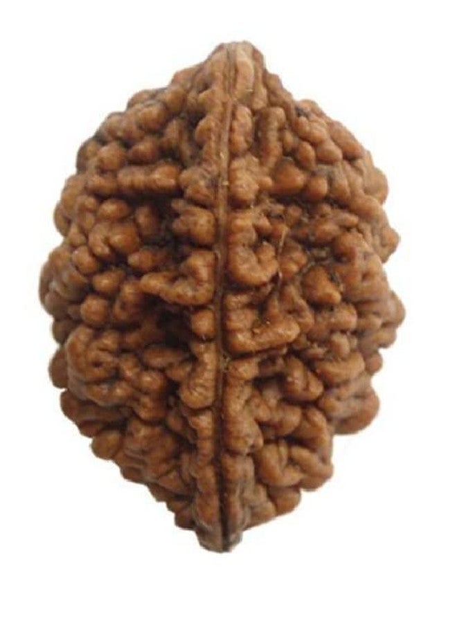 2 وجه Rudraksha 2 Mukhi Rudraksha أصلي معتمد من Lord Shiva Parvati Two Mukhi Rudraksha 2 Mukhi Rudraksha قلادة 2 Mukhi Rudraksha أصلي 2 مواجهة Rudraksha من الأحجار الكريمة المعتمدة - Image 2