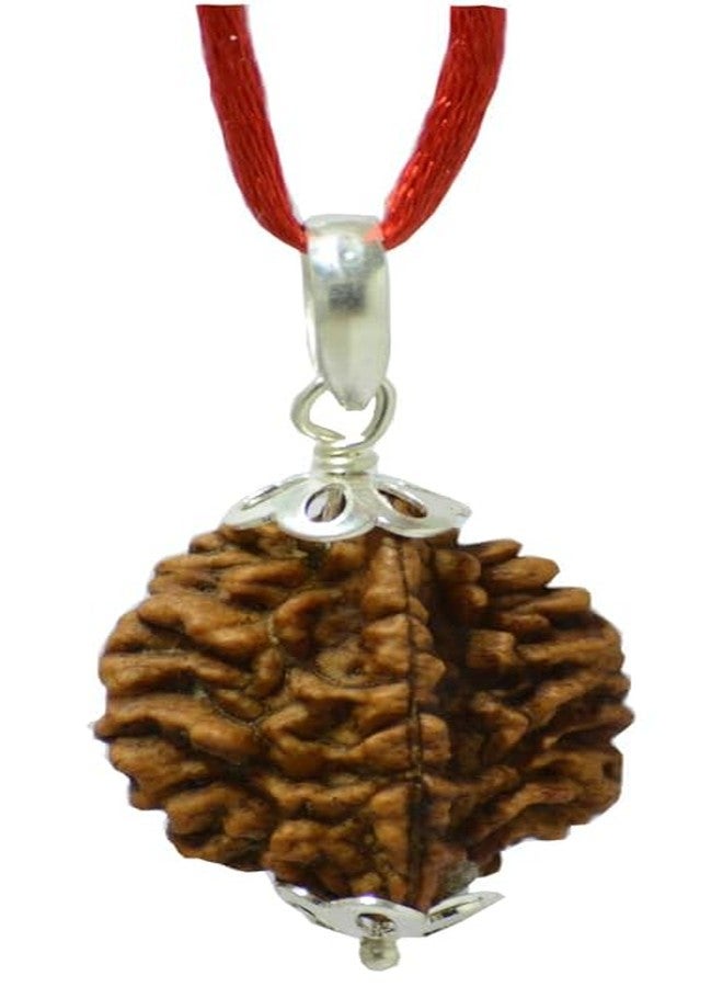 2 وجه Rudraksha 2 Mukhi Rudraksha أصلي معتمد من Lord Shiva Parvati Two Mukhi Rudraksha 2 Mukhi Rudraksha قلادة 2 Mukhi Rudraksha أصلي 2 مواجهة Rudraksha من الأحجار الكريمة المعتمدة - Image 1