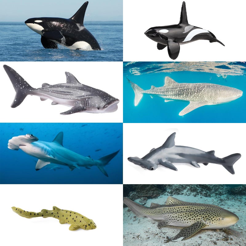 SCAHOW 10pcs Sea Animal Figures, Realistic Small Ocean Animal Toys Set with Whale Shark Octpus - Image 4