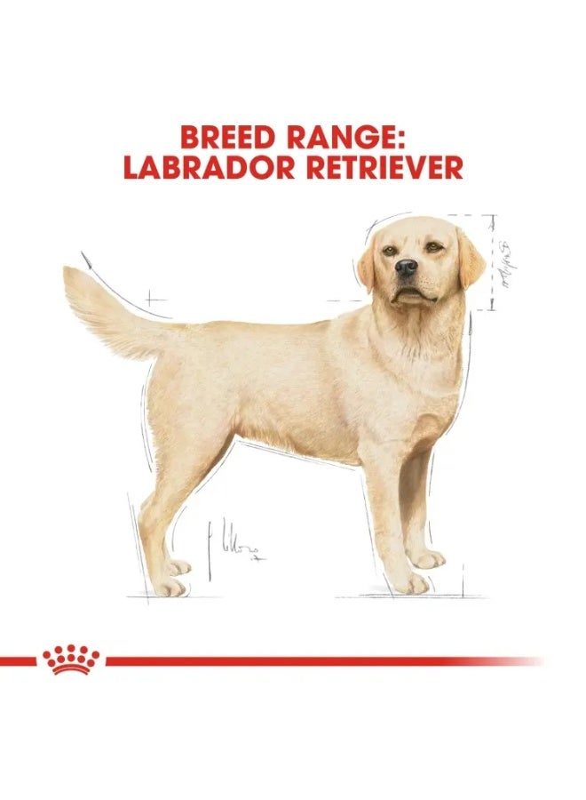 Royal Canin Breed Health Nutrition Labrador Adult Dry Food Bag 3kg - Image 5