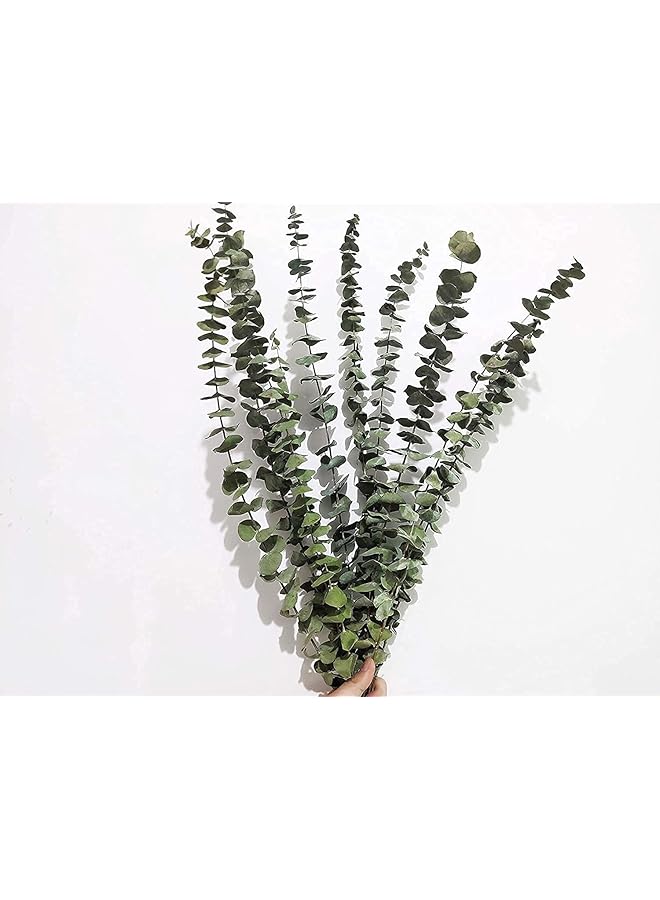 The Bros 10 Pieces Eucalyptus Dried Plant,45cm Natural Dried Flowers Bouquet Eucalyptus Branch Real Eucalyptus Leaves Deco for Wedding,Spring,Living Room,Bedroom,Bathroom - Image 1