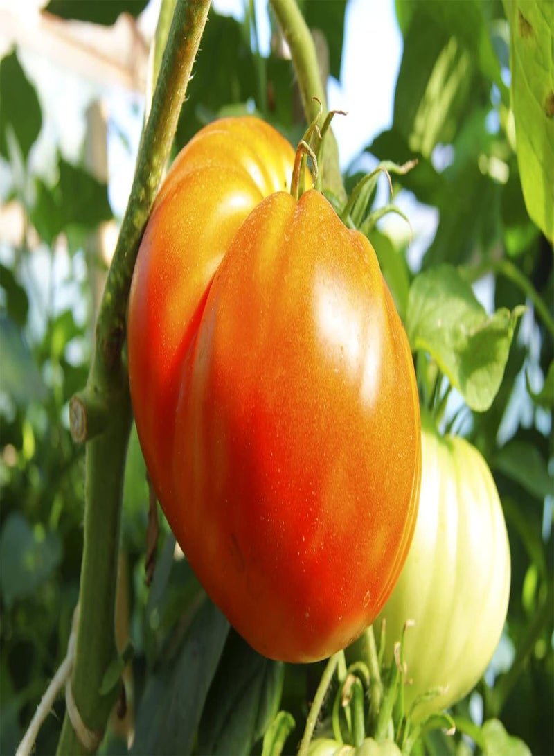 GGOOT 12 x Tomato Gigantomo F1 Vegetable/Fruit Seeds (Produces Fruits up to a Whopping 700g- 1g in Weight) - Image 1