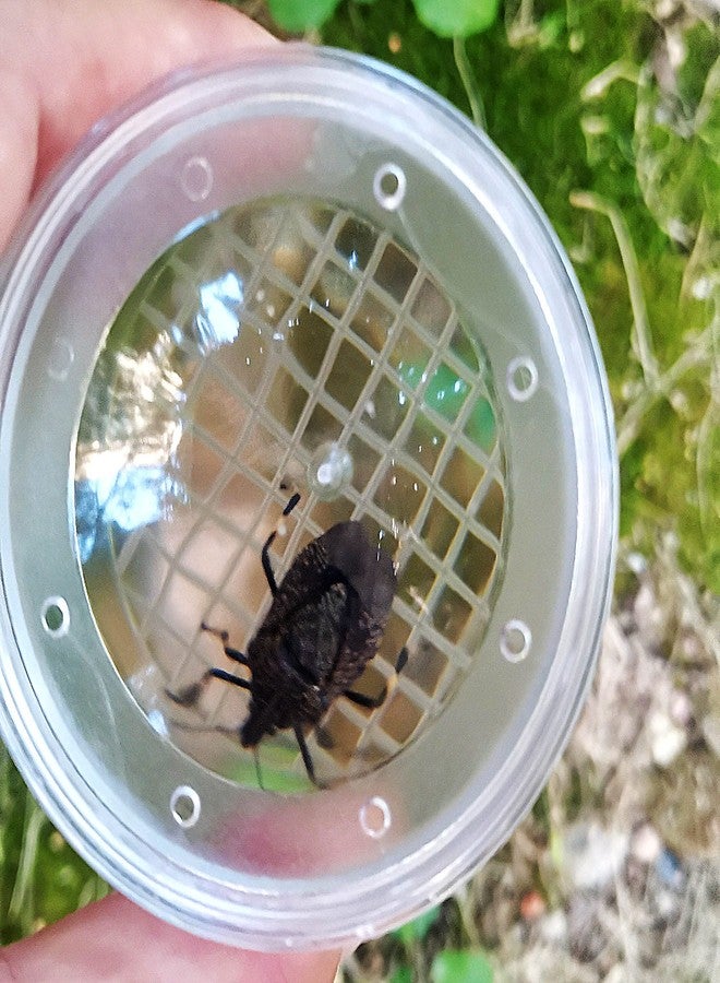 SimpleSS 8 Pieces Bug Viewer Critter Insect Cage Magnifying Insect Box Bug Magnifier Container Bug Catcher Cage, Science Nature Exploration Tools - Image 5