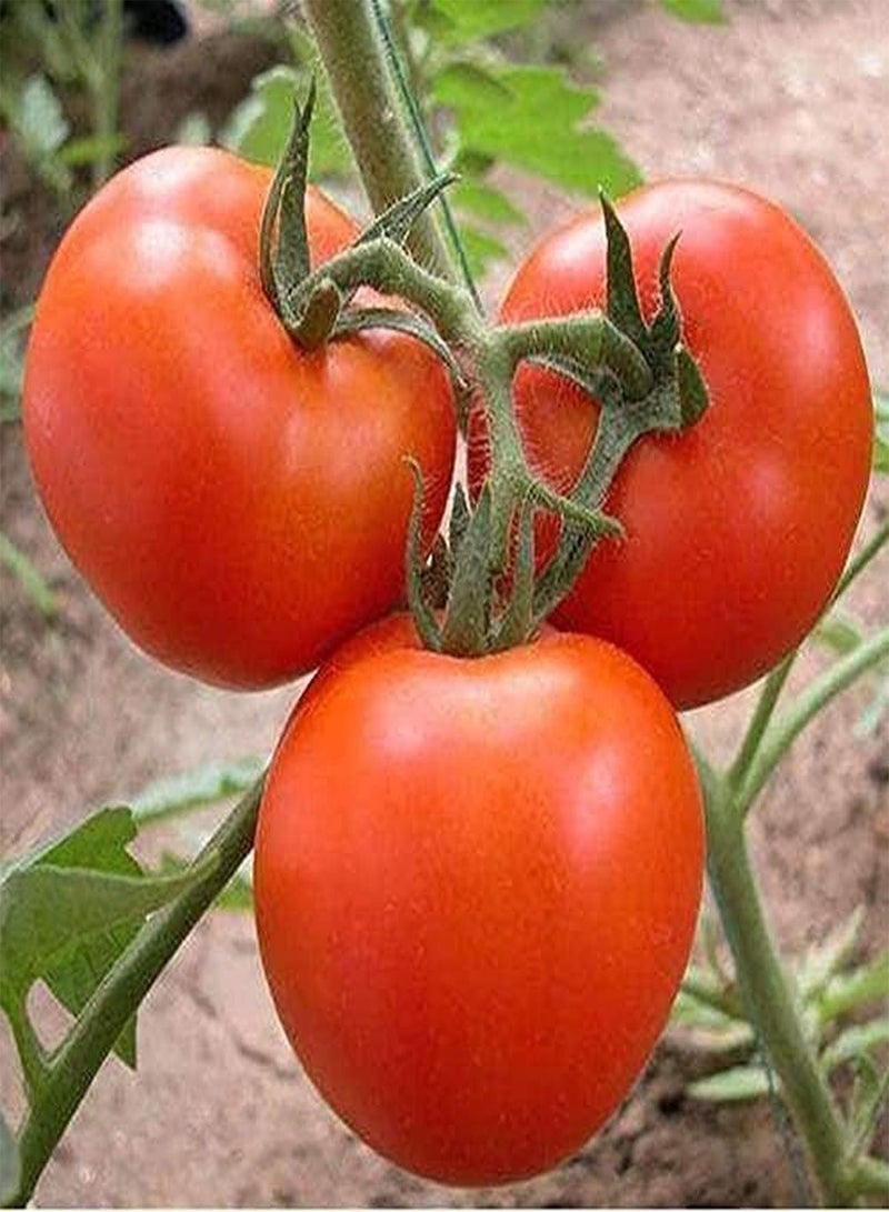 GGOOT 50Pcs Tomato Seeds for Outdoor Gardening Planting Berry Flat Balls Bright Red Fruits Green Vegetables Family Special Flavor - Image 1