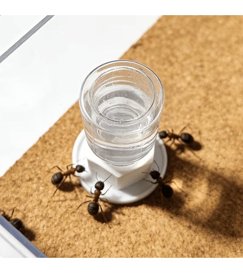 1pc Mini Automatic Water Feeder For Jumping Spiders Wolf Spiders Ants Small Insects - Image 5