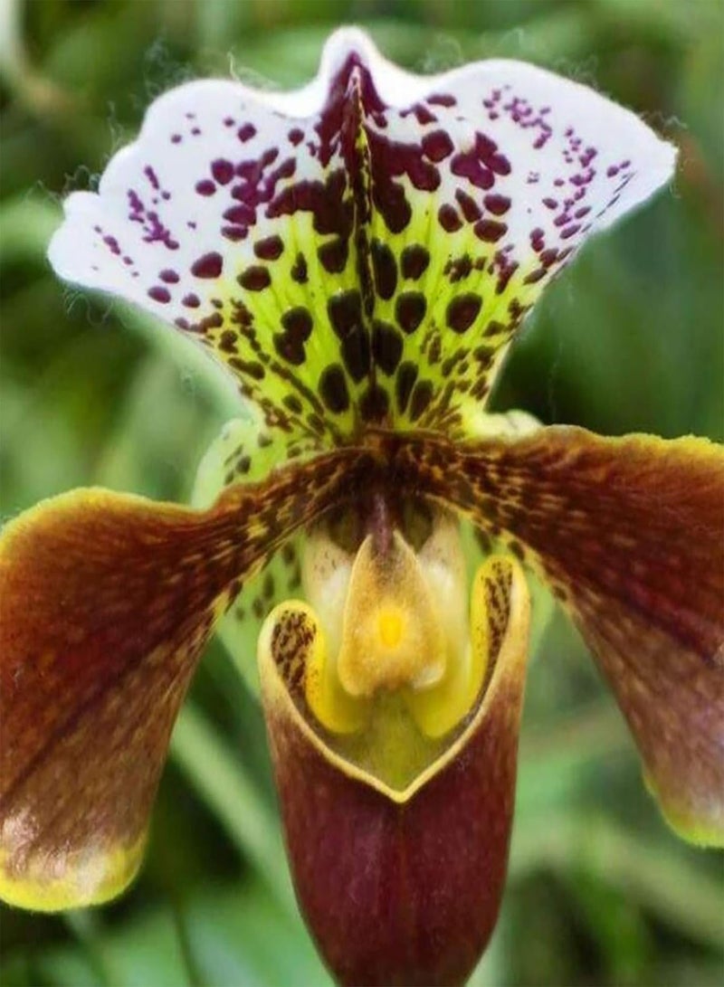 GGOOT 20Pcs/Bag Cypripedium Corrugatum Seeds Fresh Easy to Plant Mixed Color Pocket Slipper Seeds for Home - Cypripedium Corrugatum Seeds - Plant Seeds Flower Seeds Fruit Seeds Vegetable - Image 3