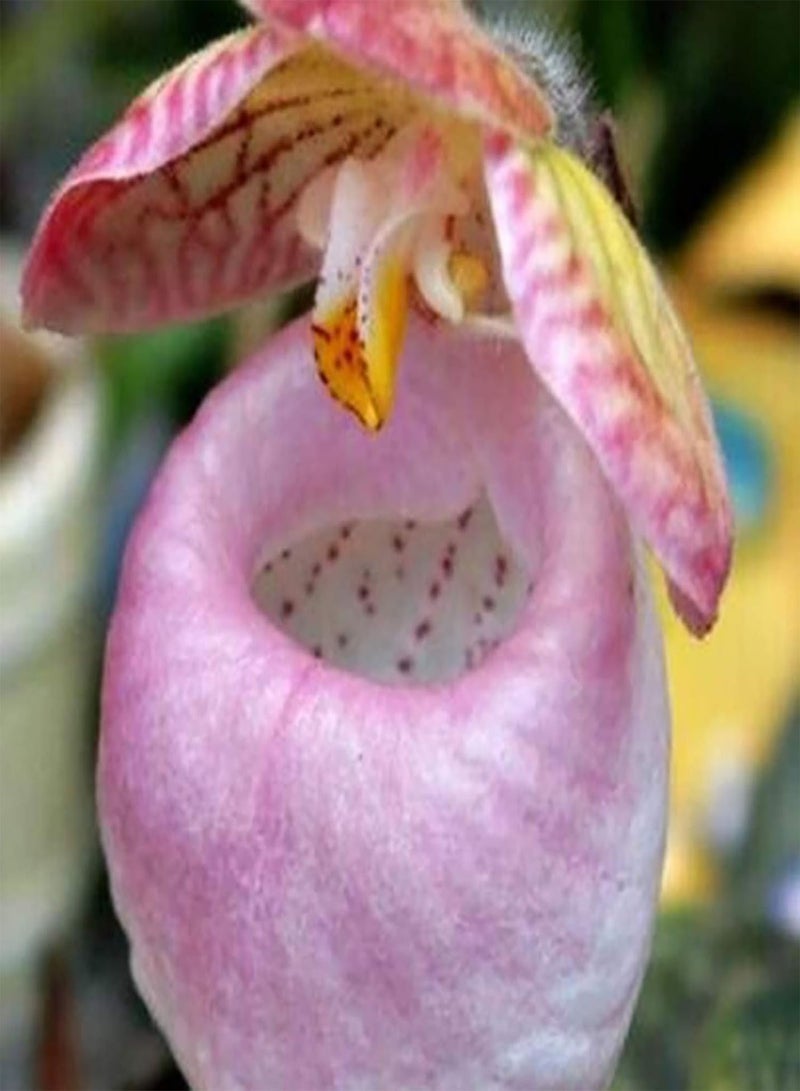 GGOOT 20Pcs/Bag Cypripedium Corrugatum Seeds Fresh Easy to Plant Mixed Color Pocket Slipper Seeds for Home - Cypripedium Corrugatum Seeds - Plant Seeds Flower Seeds Fruit Seeds Vegetable - Image 2
