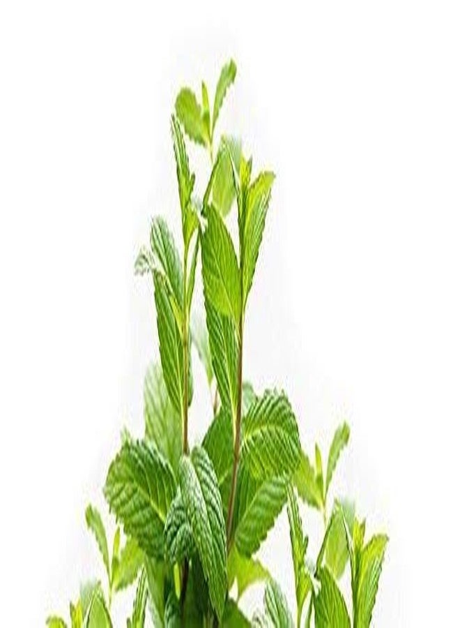 GOLD MEDAL Yerose Gold Medal Medicated Oil - 25ml - Image 5