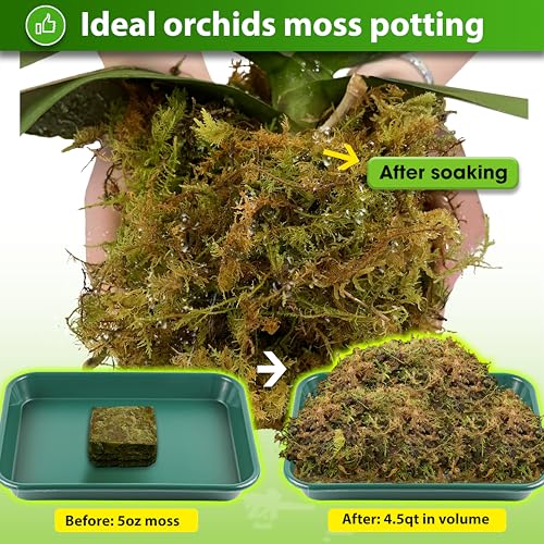 DUSPRO Dried Moss for Potted Plants, Forest Orchid Moss for Potting Mix, Sphagnum Potting Moss for Plants Indoor, Real Moss Soil Cover for Houseplant (5 OZ) - Image 2