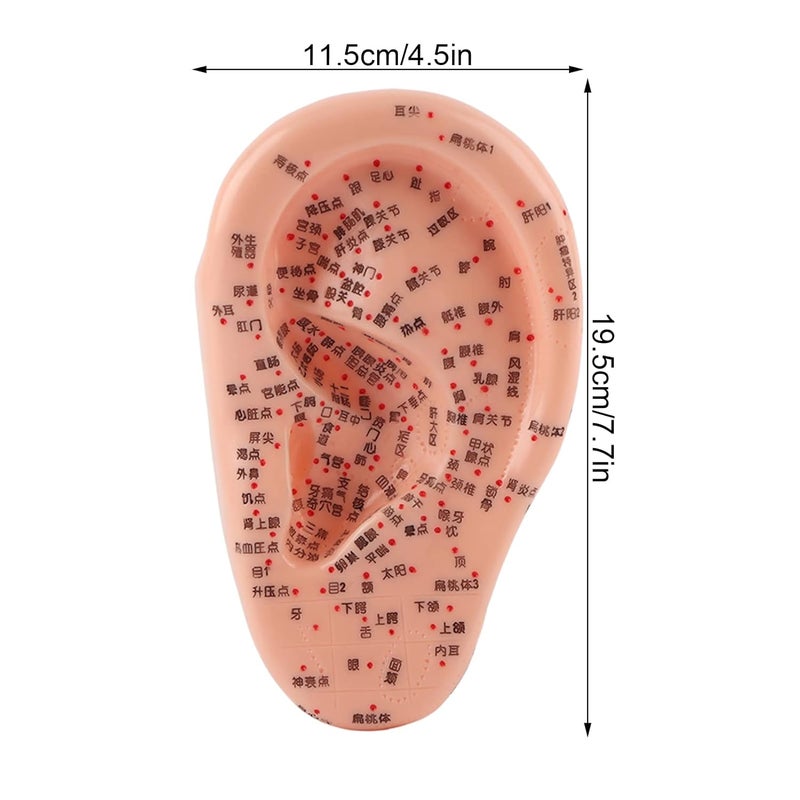 كلاراكو نموذج الوخز بالإبر للأذن، نموذج كلاركو للوخز بالإبر للأذن البشرية مع نقاط الوخز بالإبر، نموذج تدليك الأذن للاستخدام المنزلي، مجموعة الوخز بالإبر لبذور الأذن - Image 5