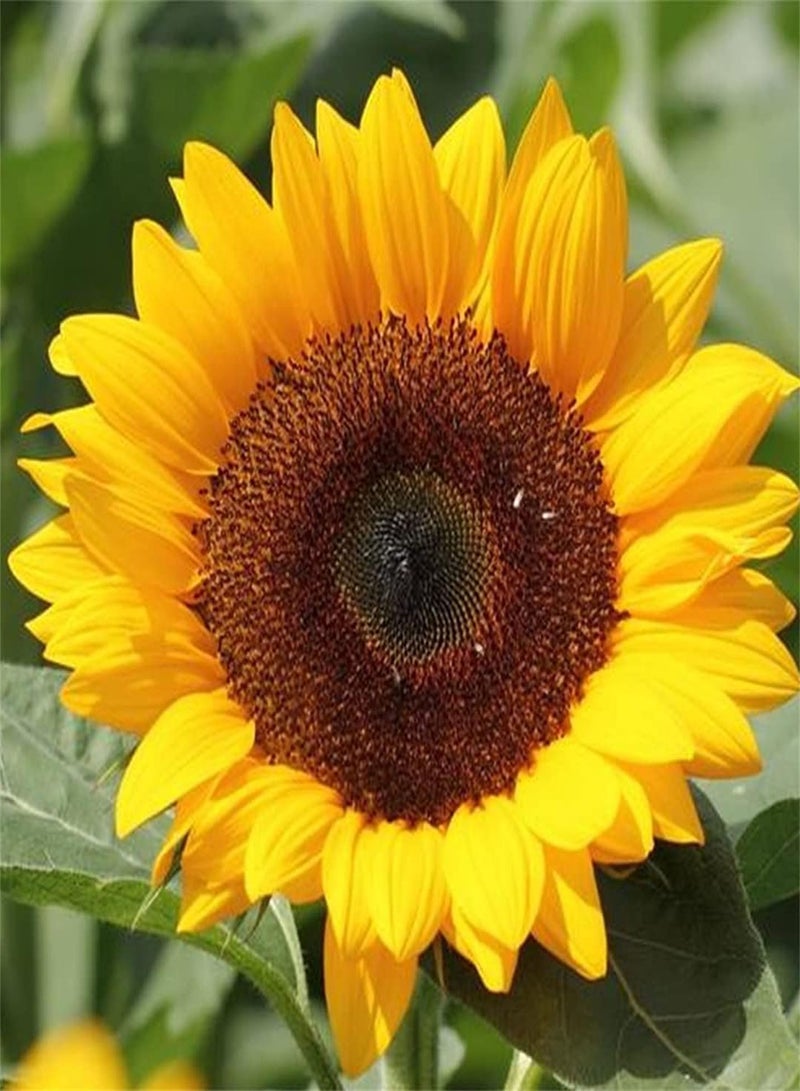 جي جوت بذور عباد الشمس - مجموعة مفيدة من بذور الهدايا، مجموعة حديقة المنزل، بذور خارجية، ديكور رائع وكبير - 200 قطعة - Image 1