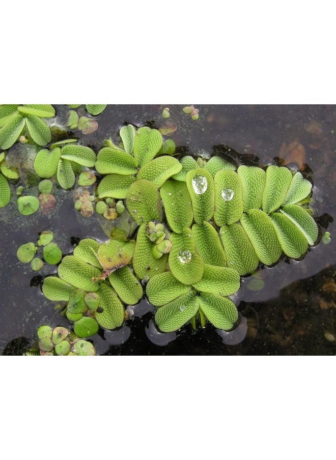 creative farmer - Floating Watermoss (Salvinia Natans) Fern 10 Live Aquatic Plants For Growing (Healthy Plant) - Image 1