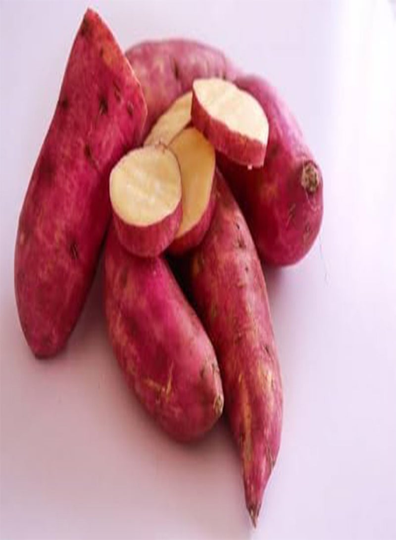 GGOOT Sweet Potato Vegetable Seeds 10pcs red  - Image 2