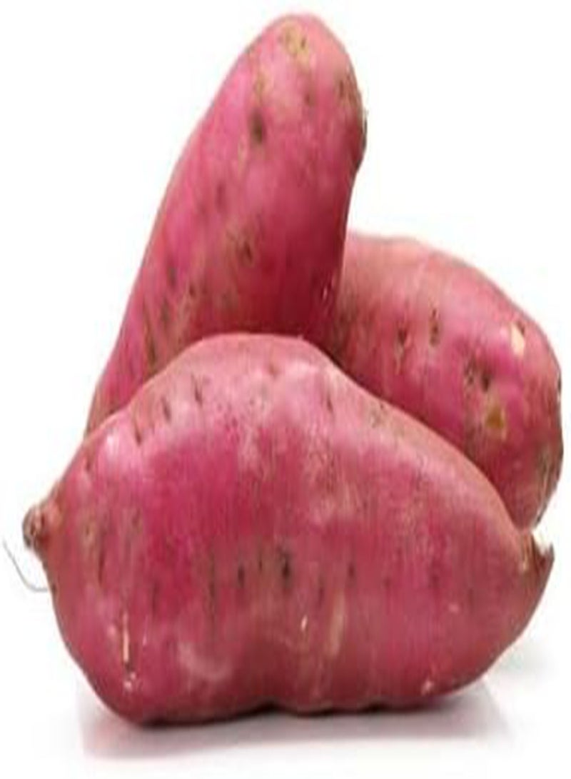 GGOOT Sweet Potato Vegetable Seeds 10pcs red  - Image 1