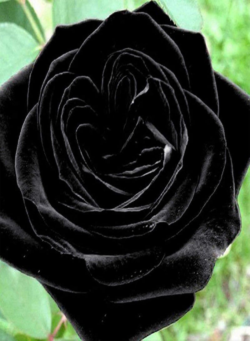 GGOOT 100Pcs Premium Flower Seeds, Rose Seeds Rustic Eye-catching Lightweight Black Rose Seeds for Balcony Black - Image 2