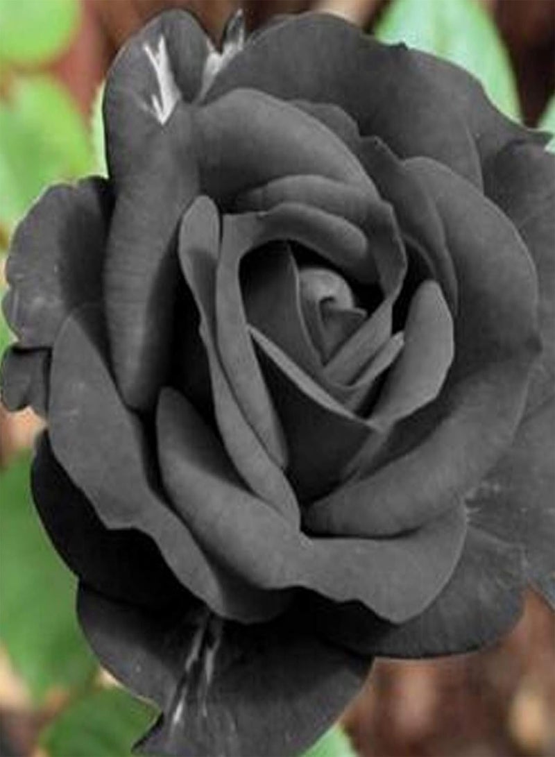 GGOOT 100Pcs Premium Flower Seeds, Rose Seeds Rustic Eye-catching Lightweight Black Rose Seeds for Balcony Black - Image 4