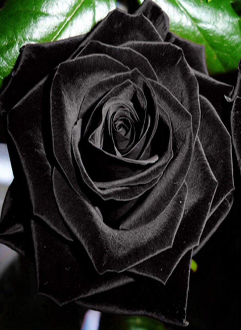GGOOT 100Pcs Premium Flower Seeds, Rose Seeds Rustic Eye-catching Lightweight Black Rose Seeds for Balcony Black - Image 1