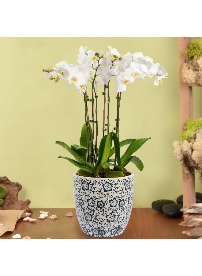 Ferns N Petals 4 Stem Phalaneopsis Or Orchid Plant In Premium Pot 
