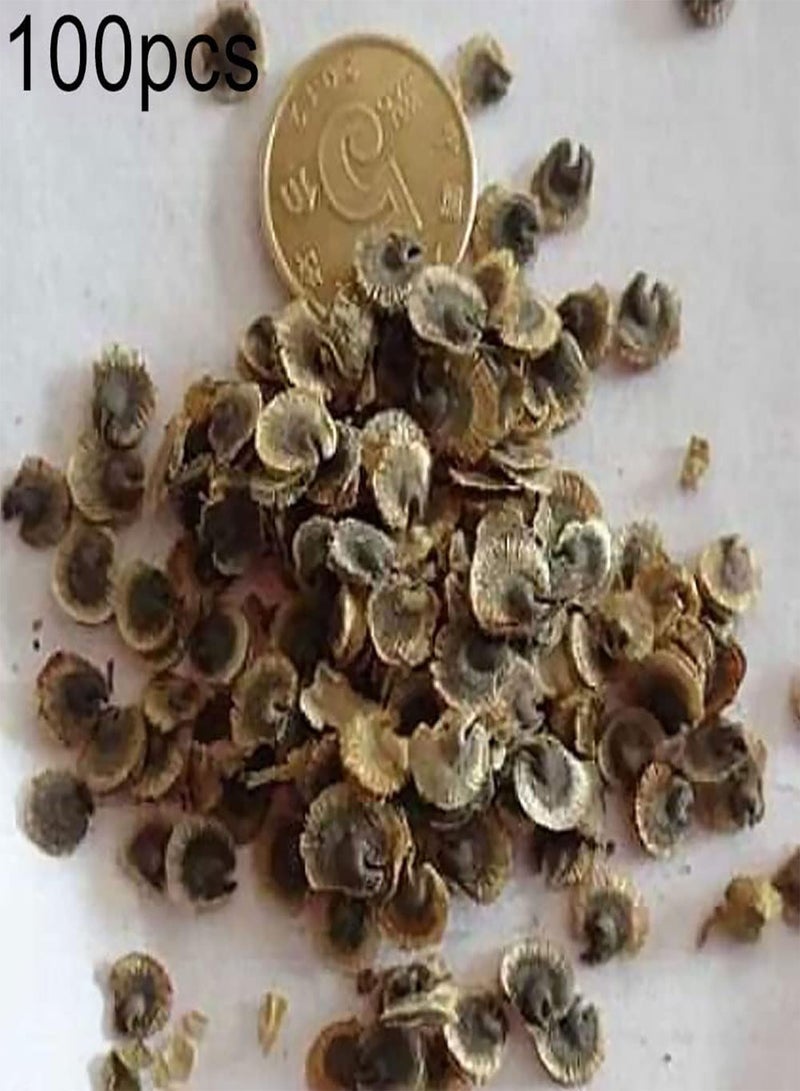 جي جوت 100/200 قطعة من بذور زهرة الجربيرا سهلة النمو لنباتات الزينة للحديقة، بذور ديزي 200 قطعة - Image 2