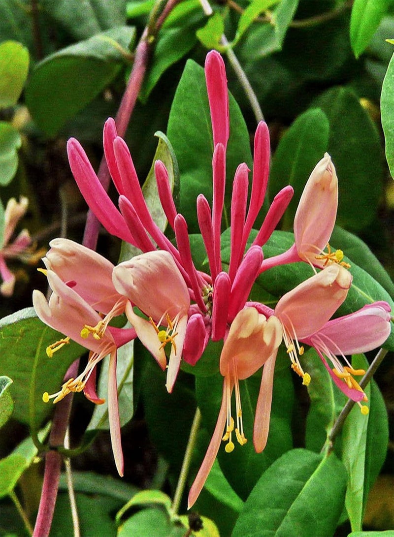 GGOOT 100Pcs Honeysuckle Flower Seeds Bright Color Climbing Vines Shrub Plant Seeds Hardy Perennial Flower Spring Flowering Plant Seeds for Home Garden Planting Honeysuckle Seeds - Image 2