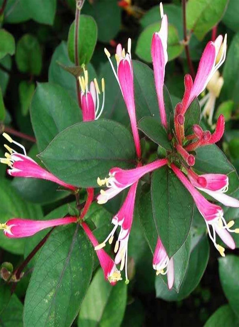 GGOOT 100Pcs Honeysuckle Flower Seeds Bright Color Climbing Vines Shrub Plant Seeds Hardy Perennial Flower Spring Flowering Plant Seeds for Home Garden Planting Honeysuckle Seeds - Image 4